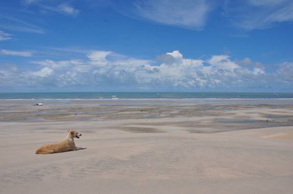 Até o cão se impressiona com a vista! (nas Reentrâncias Maranhenses - MA)
